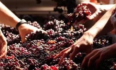 從葡萄酒加工視角，解析高端紅酒與低端紅酒的根本區(qū)別